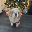 Chow Chow