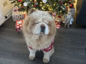 Chow Chow