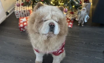 Chow Chow