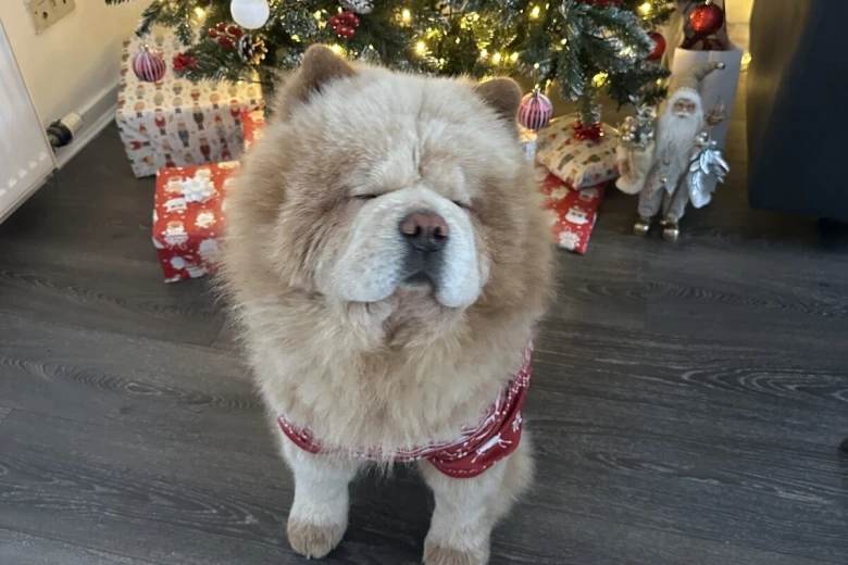 Chow Chow