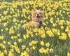 Chow Chow
