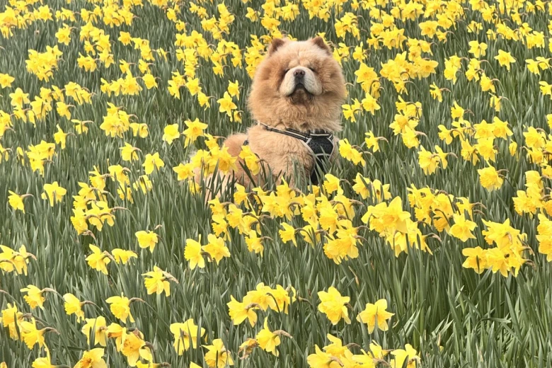 Chow Chow