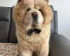 Chow Chow