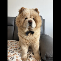 Chow Chow