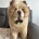 Chow Chow