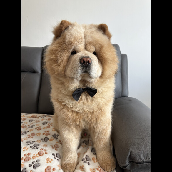 Chow Chow
