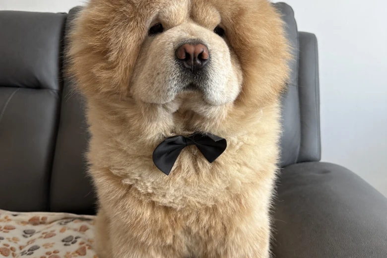 Chow Chow