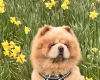 Chow Chow