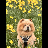 Chow Chow