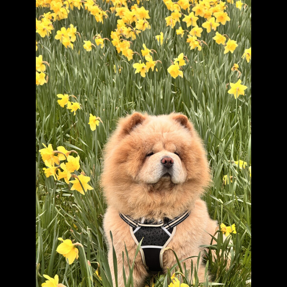 Chow Chow