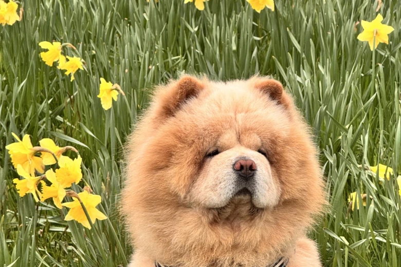 Chow Chow