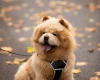 Chow Chow