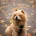 Chow Chow