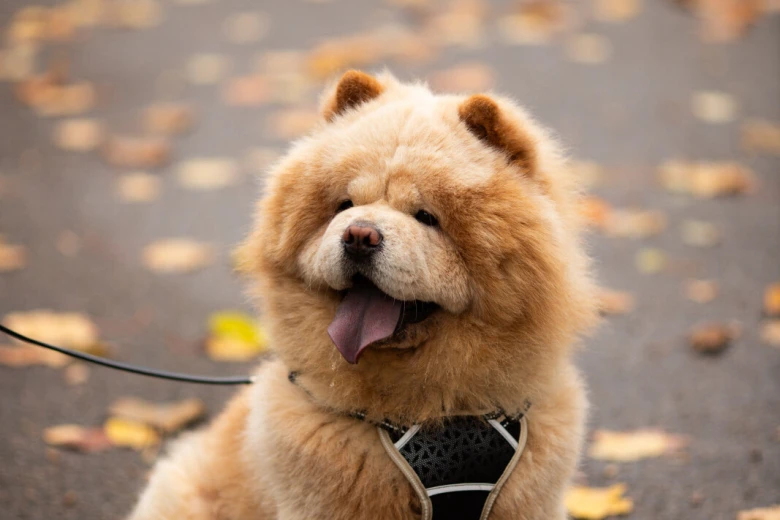 Chow Chow