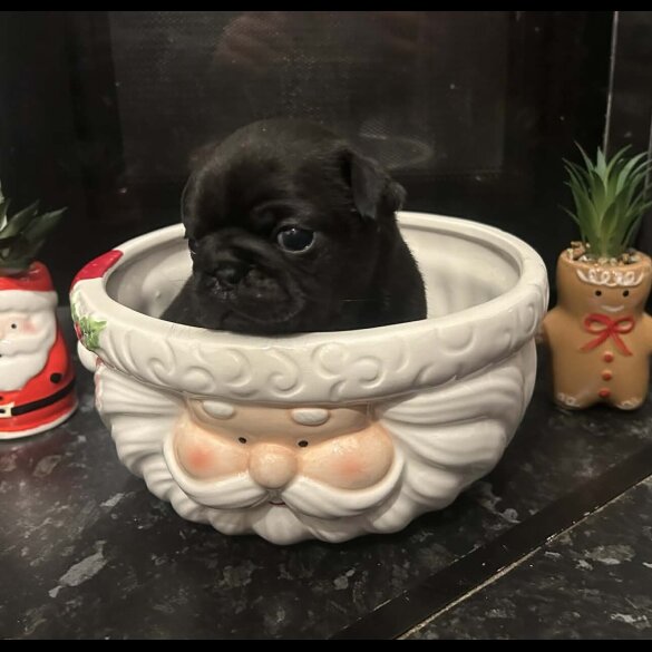 Pug