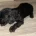 Cockapoo