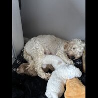 Cockapoo