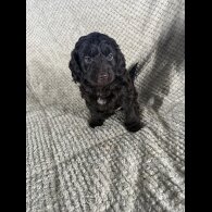 Cockapoo