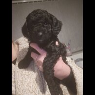 Cockapoo