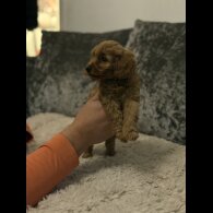 Cockapoo