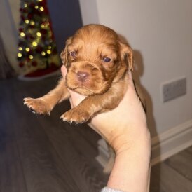Cocker Spaniel (Working)