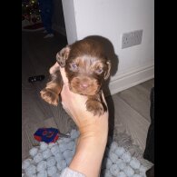 Cocker Spaniel (Working)