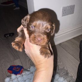 Cocker Spaniel (Working)