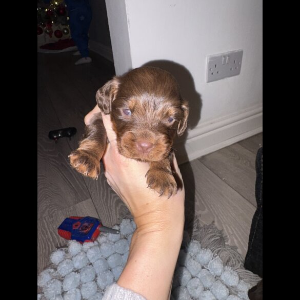 Cocker Spaniel (Working)