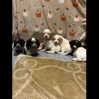 Cocker Spaniel (Working)