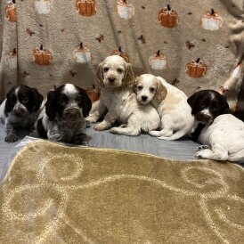 Cocker Spaniel (Working)