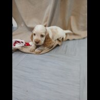 Cocker Spaniel (Working)