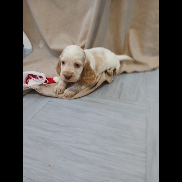 Cocker Spaniel (Working)