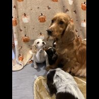 Cocker Spaniel (Working)