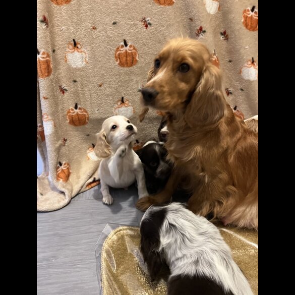 Cocker Spaniel (Working)