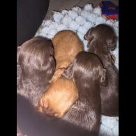 Cocker Spaniel (Working)