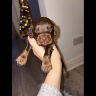 Cocker Spaniel (Working)