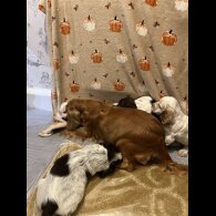 Cocker Spaniel (Working)