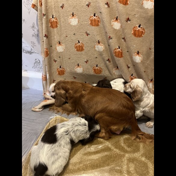 Cocker Spaniel (Working)