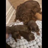 Cocker Spaniel (Working)