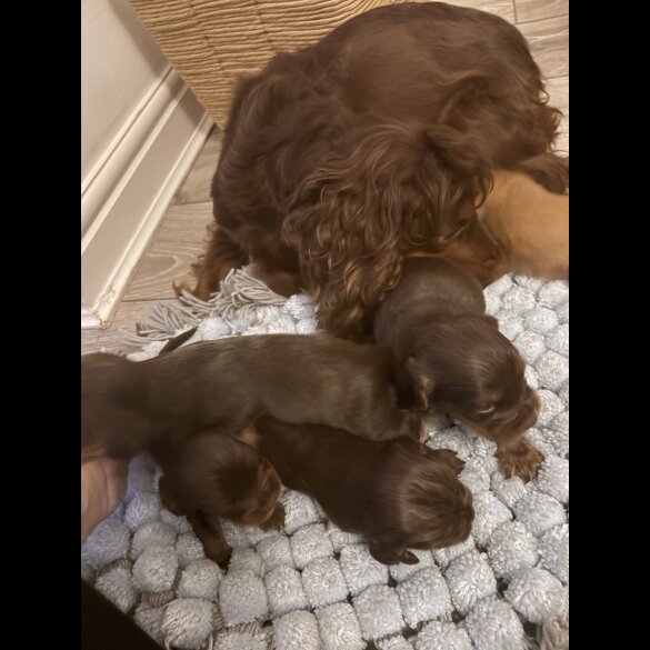 Cocker Spaniel (Working)