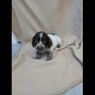 Cocker Spaniel (Working)