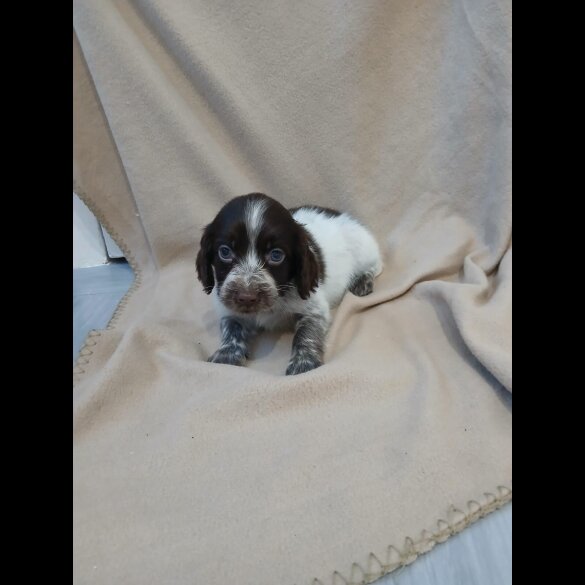 Cocker Spaniel (Working)