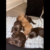 Cocker Spaniel (Working)