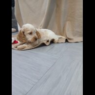 Cocker Spaniel (Working)