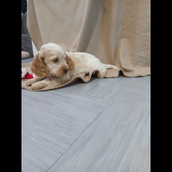 Cocker Spaniel (Working)