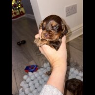 Cocker Spaniel (Working)