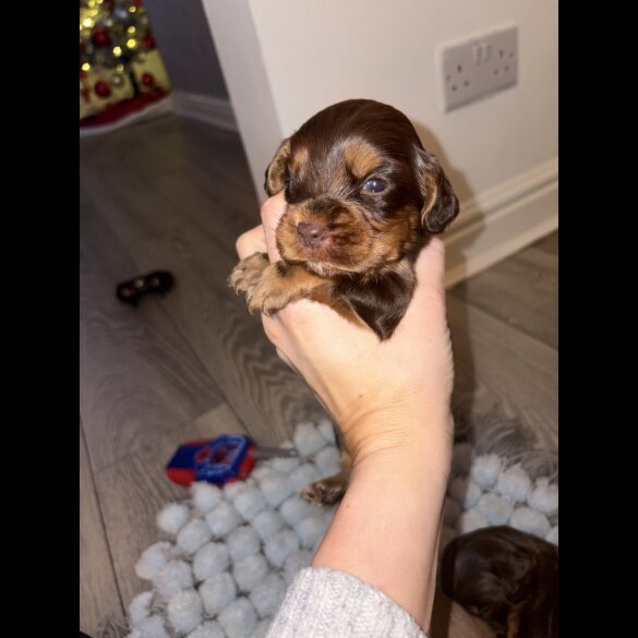 Cocker Spaniel (Working)