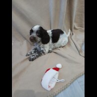 Cocker Spaniel (Working)