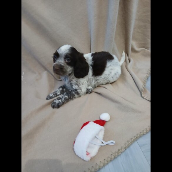 Cocker Spaniel (Working)