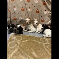 Cocker Spaniel (Working)